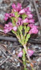 Erica gnaphaloides