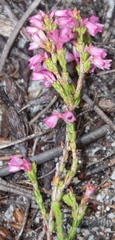 Erica gnaphaloides