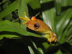 Boana cinerascens