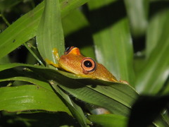 Boana cinerascens