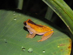 Dendropsophus triangulum