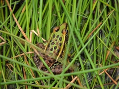 Lithobates spectabilis
