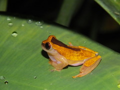 Dendropsophus triangulum