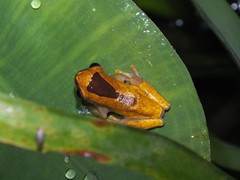 Dendropsophus triangulum