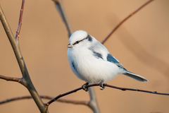 Azure Tit photo 4