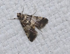 Nacoleia amphicedalis