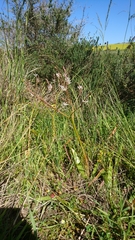 Trachyandra muricata