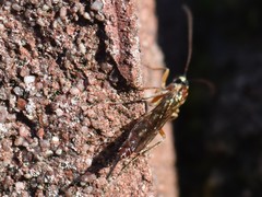 Tromatobia lineatoria