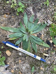 Plantago lanceolata