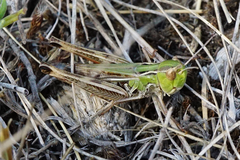 Stenobothrus fischeri