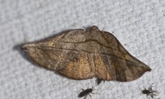 Xenomusa metallica