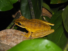 Boana lanciformis