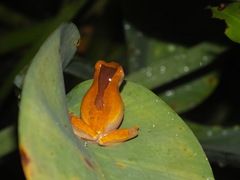 Dendropsophus triangulum