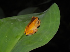 Dendropsophus triangulum