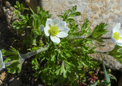 Anemone lithophila