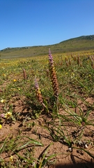 Lachenalia mutabilis