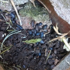 Armadillidium vulgare
