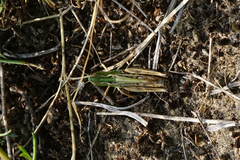 Stenobothrus fischeri