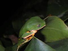 Callimedusa tomopterna