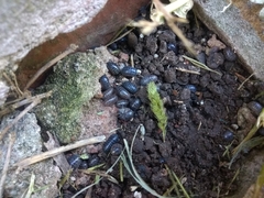 Armadillidium vulgare