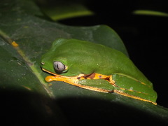 Callimedusa tomopterna