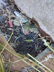 Armadillidium vulgare