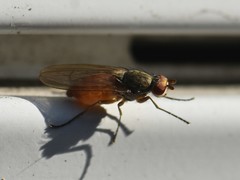 Tephrochlamys rufiventris