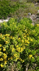 Senecio sarcoides