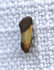Acontia thapsina