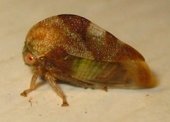 Smiliini