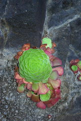 Aeonium glandulosum image