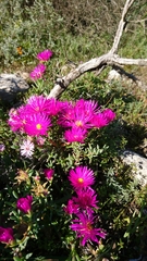Lampranthus vernalis