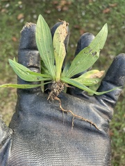 Plantago lanceolata