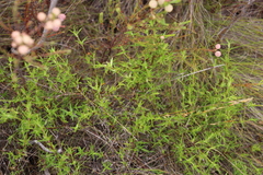 Carpacoce spermacocea