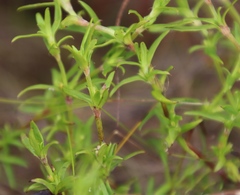 Carpacoce spermacocea