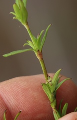 Carpacoce spermacocea