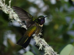 Heliangelus amethysticollis