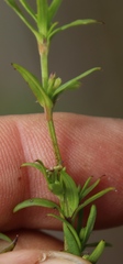 Carpacoce spermacocea