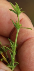 Carpacoce spermacocea