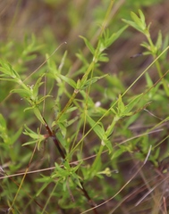 Carpacoce spermacocea