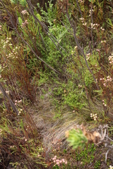 Carpacoce spermacocea