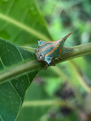 Umbonia