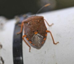 Anaxarchus pardalinus