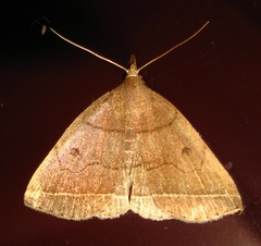 Zanclognatha obscuripennis