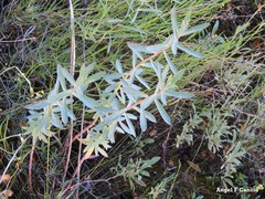 Bupleurum fruticescens
