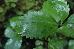 Ascarina lucida lucida