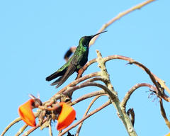 Anthracothorax veraguensis