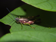 Syntomacris guttulosa