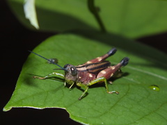 Syntomacris guttulosa