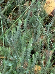 Erica tetralix